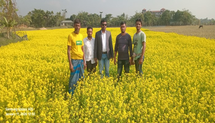 সরিষার বাম্পার ফলনে কৃষকের মুখে হাসি