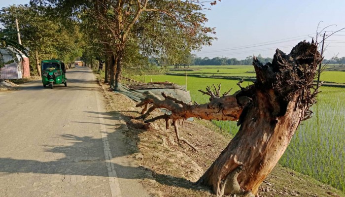 গাছ বাঁচাতে উদাসীন বন বিভাগ