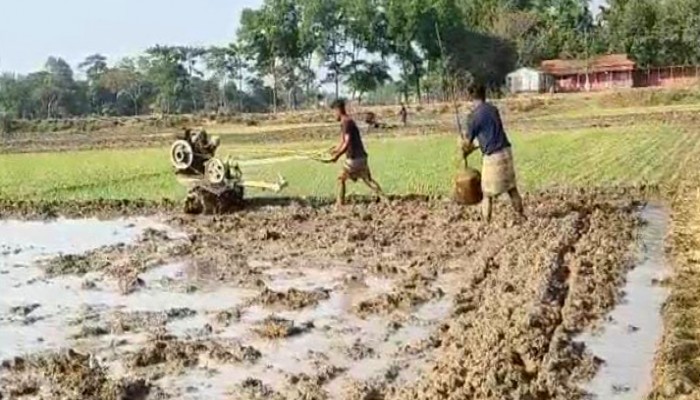 হাওরে পুরোদমে চলছে বোরো আবাদ