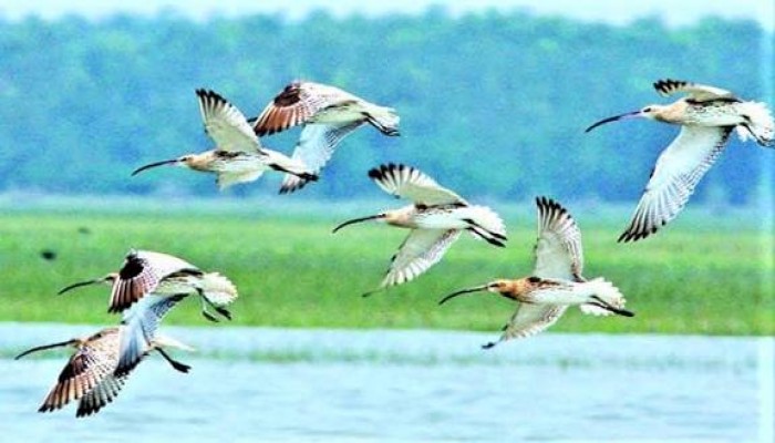 হাওরে পরিযায়ী পাখির দেখা নেই
