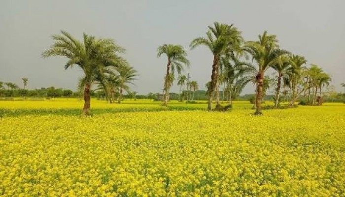 সরিষা চাষে দ্বিগুণ লাভবান হাওর অঞ্চলের কৃষকরা