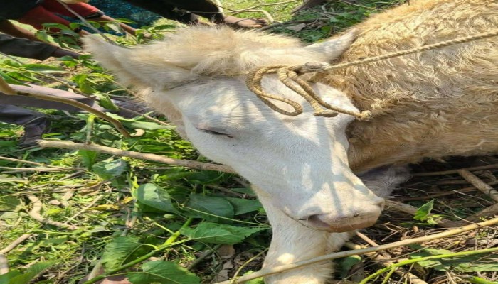 ফাঁস লাগিয়ে হত্যা করা হলো ঘোড়াটিকে