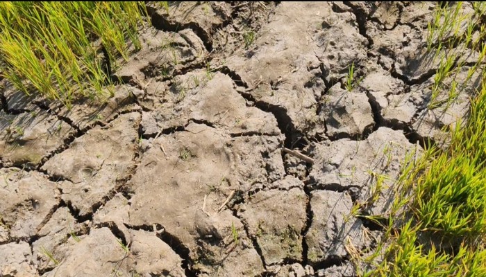 বোরো আবাদ নিয়ে দুশ্চিন্তায় শতাধিক কৃষক পরিবার