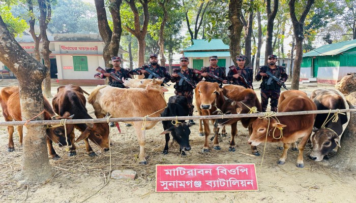 সীমান্তে ১১ লাখ টাকার ভারতীয় গরু জব্দ