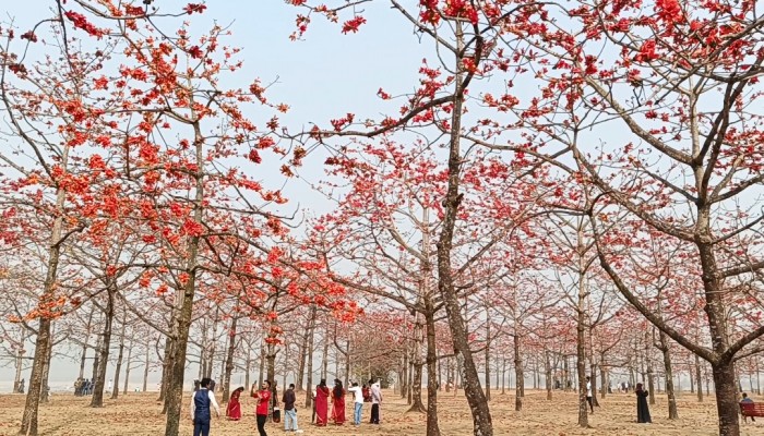 ফুলে ফুলে সেজেছে শিমুল বাগান