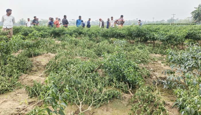শত্রুতার জেরে মরিচ ক্ষেত নিধন, সুষ্ঠু তদন্ত করতে ক্ষতিগ্রস্ত পরিবারের দাবি