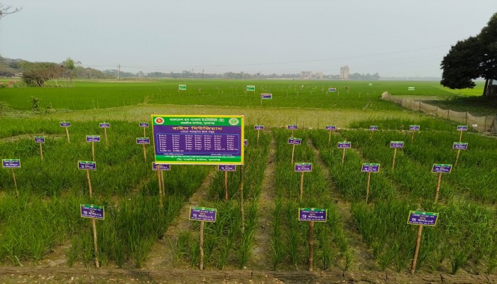 ব্রি’র ‘রাইস মিউজিয়াম’ ঘিরে কৃষকদের নতুন স্বপ্ন, এক জমিতেই ৫১ জাতের ধান