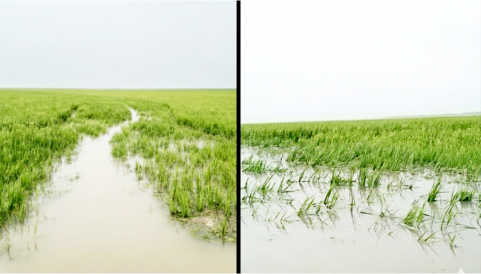 ‎জামালগঞ্জে টানা বৃষ্টিতে হাওরে জলাবদ্ধতা, ব্যাপক ফসলহানি