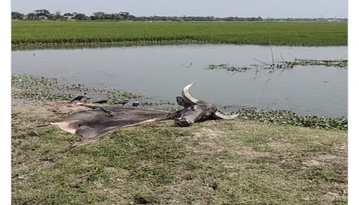 জামালগঞ্জে মহিষ চুরির সন্দেহে আটক দুই ও মাংস জব্দ