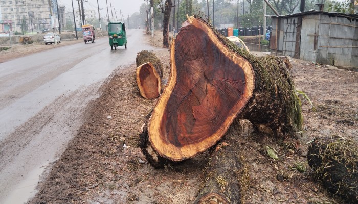 প্রায় ২৫ কোটি টাকার গাছ মাত্র ১ কোটিতে বিক্রি!