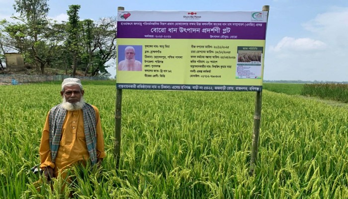 বন্যা সহনশীল স্বল্পমেয়াদি ধান চাষে সাফল্যের আশা