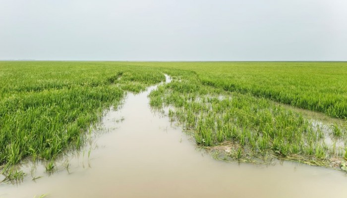 নষ্ট হওয়ার পথে হাজারো হেক্টর জমির ধান