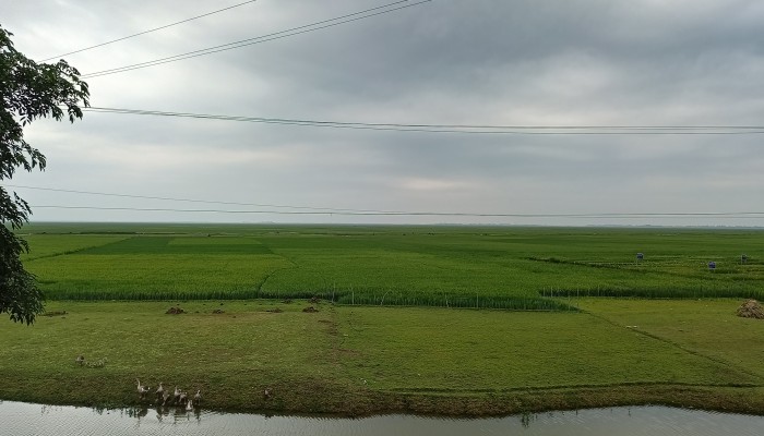 বাঁধ দুর্বল, আকাশে মেঘ, দুশ্চিন্তায় হাওরপাড়ের কৃষক