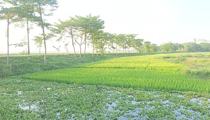 জলাবদ্ধতায় ডুবছে জগন্নাথপুর গ্রামের ফসলি জমি, বিপাকে কৃষক
