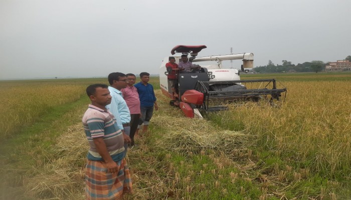 হাওরে দেশি ধান কাটা শুরু