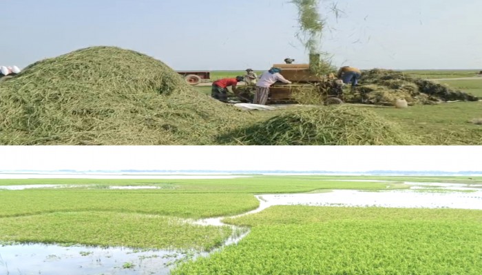 কোথাও ধান কাটার উৎসব, কোথাও জলের নিচে স্বপ্ন