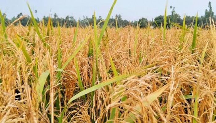 ধান ঘরে তোলা নিয়ে দুশ্চিন্তায় কৃষক