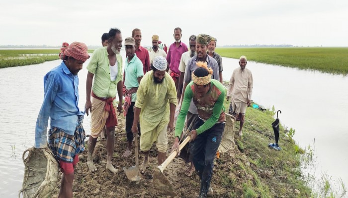 ‎জামালগঞ্জে স্বেচ্ছাশ্রমে ফসল রক্ষা বাঁধ মেরামত