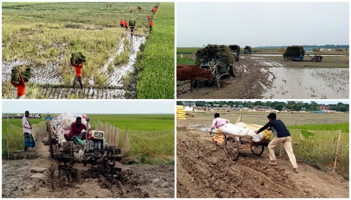 হাওর থেকে ধান আনতেই নাভিশ্বাস সড়কের অভাবে কৃষকের ভোগান্তি