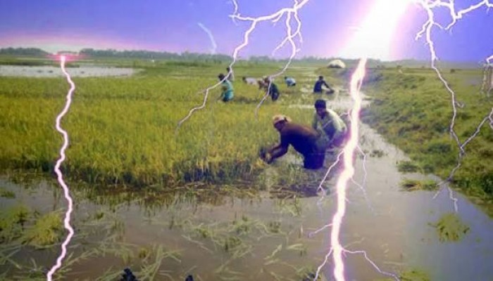 হাওরজুড়ে বজ্রপাত আতঙ্ক