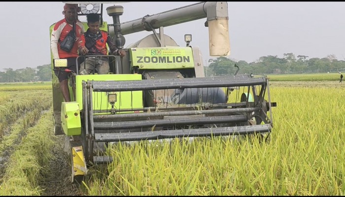 ডিজেল সংকটে বেড়েছে হারভেস্টারের ভাড়া, বিপাকে হাওরাঞ্চলের কৃষক