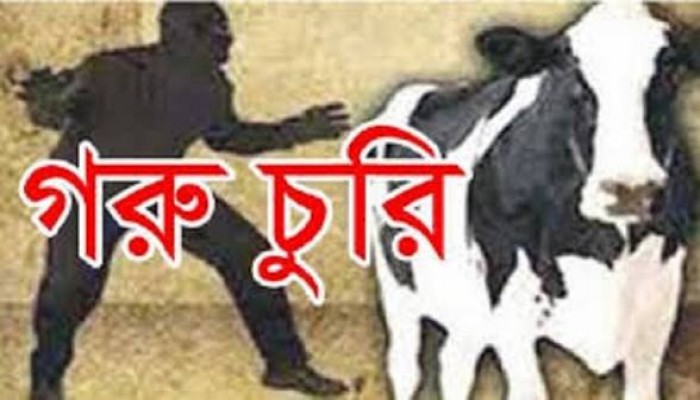 ছাতকে অসহায় কৃষকের ৫টি গরু চুরি