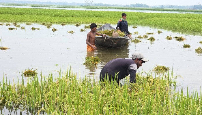 আবহাওয়ার বিরূপ আচরণ : সংকটে হাওরাঞ্চলের কৃষি