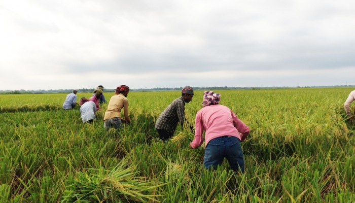 শ্রমিক সংকট ও জলাবদ্ধতায় বাড়ছে দুশ্চিন্তা