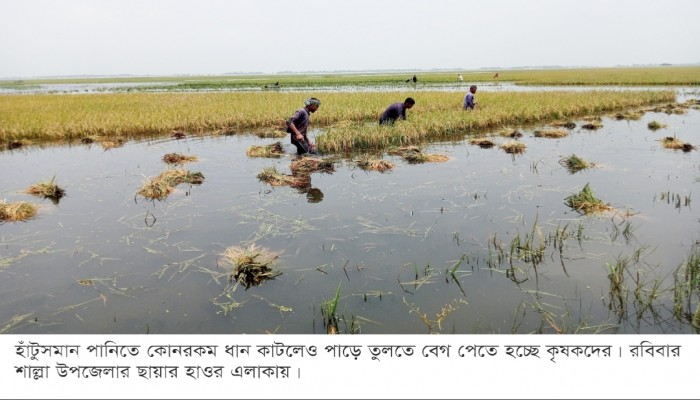 ধান নিয়ে চতুর্মুখী বিপদে কৃষক