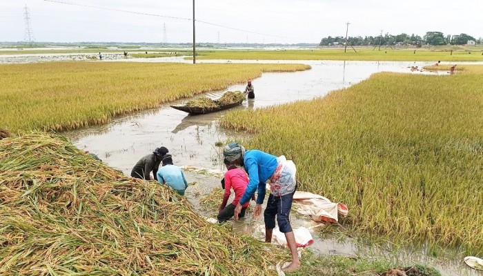 চরম দুর্দশায় হাওরের কৃষক