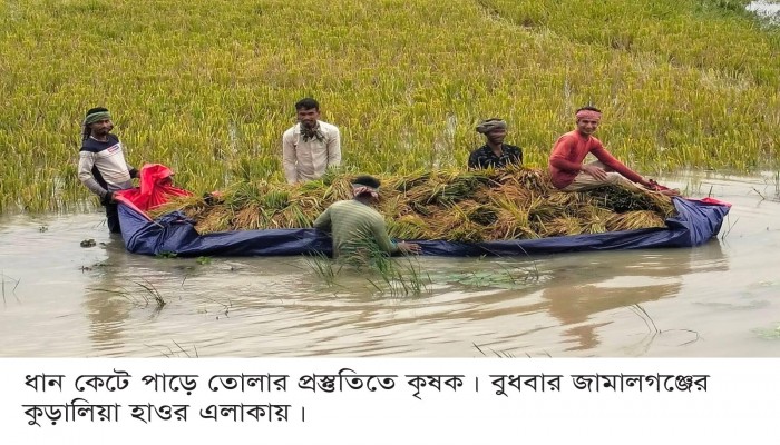 জলাবদ্ধতায় ডুবছে হাওরের ধান, অসহায় কৃষক