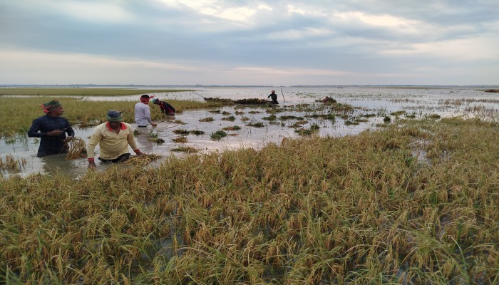 জলাবদ্ধতায় তলিয়ে গেল ছায়ার হাওর কাটা ধানে গজাচ্ছে চারা