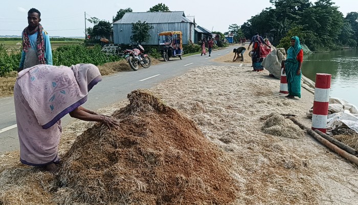 একটু রোদের ঝিলিক, ধান শুকাতে ব্যস্ত কৃষক