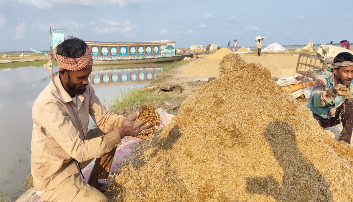 জলাবদ্ধ হাওরে স্বস্তির রোদ : তুমুল ব্যস্ত কৃষক