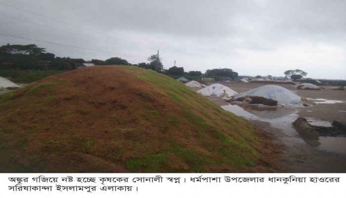 ক্ষেতে-খলায় নষ্ট হচ্ছে ধান