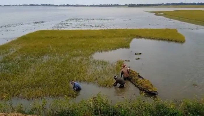অপরিকল্পিত বাঁধ ও উন্নয়ন এখন হাওরের গলার কাঁটা