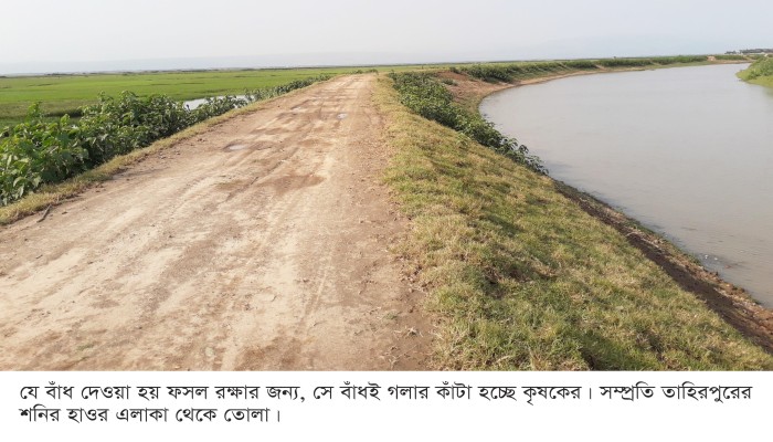 হাওরে জলাবদ্ধতা, বাঁধ যেন কৃষকের গলার কাঁটা