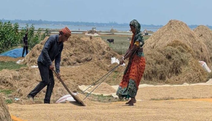 হাওরে গোখাদ্য নিয়ে শঙ্কা