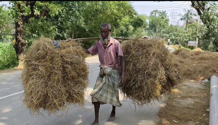 গো-খাদ্য সংকটে দিশেহারা কৃষক