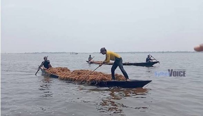 থামছে না বরাম হাওরের ধান লুট