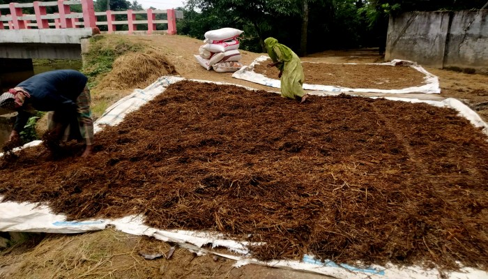 খোরাকির আশায় পচা ধান কুড়াচ্ছেন হাওরের কৃষক