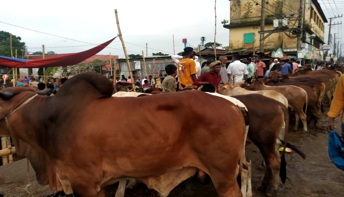 জগন্নাথপুরে জমে উঠেছে পশুর হাট