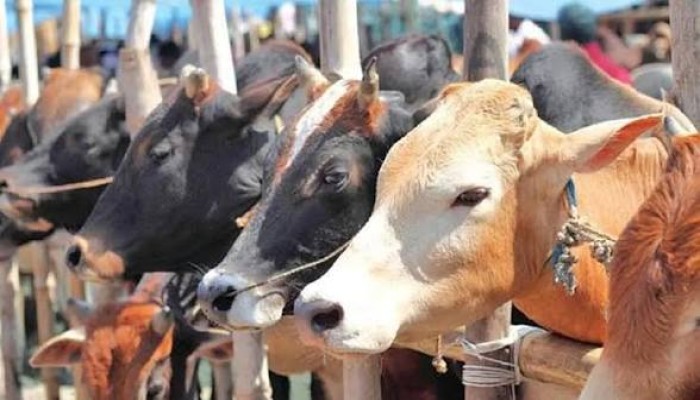পশুর দাম চড়া, কমেছে বেচাকেনা