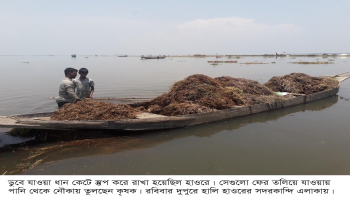 হাওরে কৃষকের নিরানন্দ ঈদ