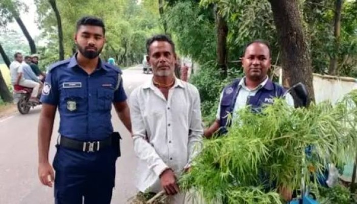 বাসার ছাদে গাঁজা চাষ, আটক ১