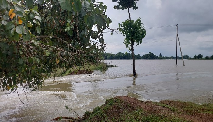 জামালগঞ্জে বাঁধ ভেঙে ঢুকছে পানি, প্লাবিত হচ্ছে বসতভিটা, আমন ফসল নিয়ে শঙ্কায় কৃষক