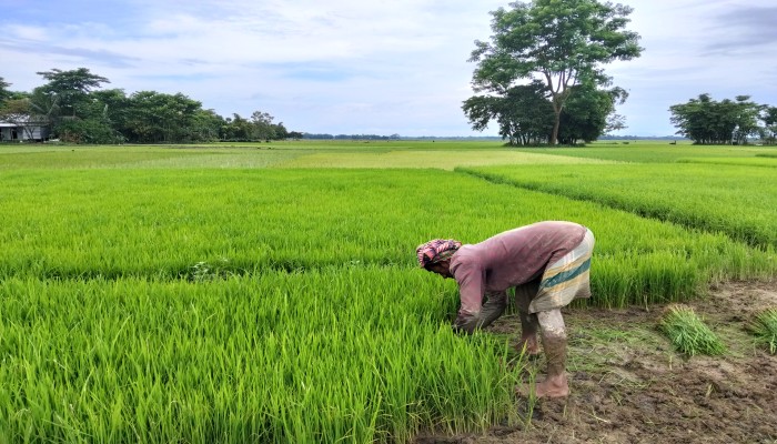 সুরমা নদীর তীর যেন ‘আমন চারার হাট’ : স্বাবলম্বী শত শত কৃষক