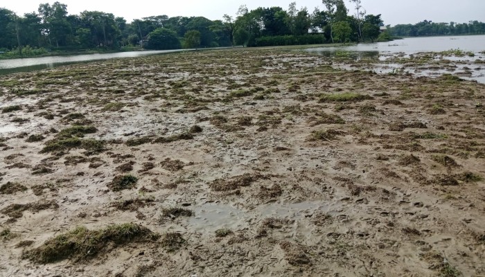 রাতের আঁধারে ফসলি জমির মাটি চুরি