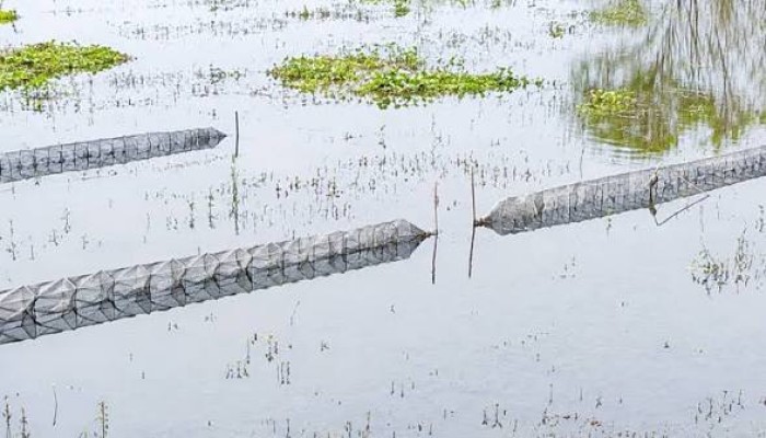 নিষিদ্ধ জালে বিপন্ন দেশি মাছ