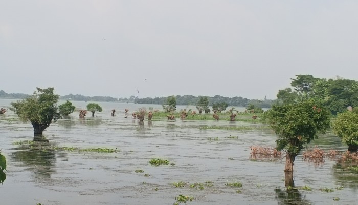 বিশ্বম্ভরপুরে হিজল বাগান উজাড়, কাটা হলো ৬২টি গাছ